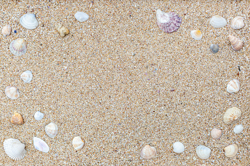 Sand background with assorted shells.