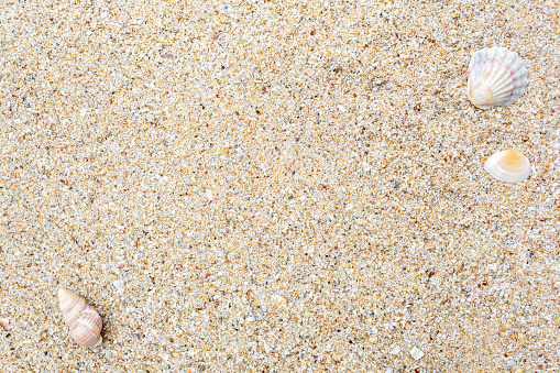 Sand background with assorted shells.