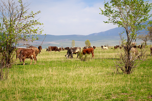 Cows grazing in the meadow. Green grass sky and trees. Farm work. Background for agriculture.