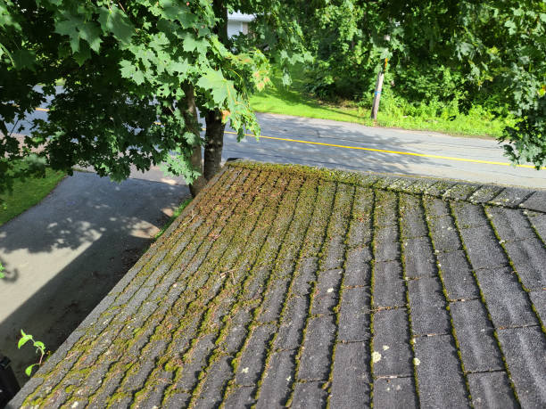 Mildew on Shingles A shingled roof with lots of mildew growing on the shingles. mildew stock pictures, royalty-free photos & images