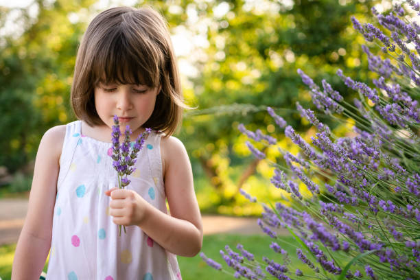 istock Child smelling lavender flower in the yard 1502846215