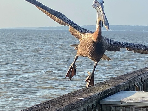 Pelican at Fairhope Beach, Alabama