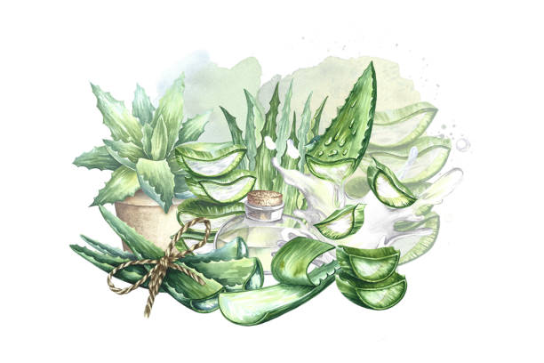 istock Composition with aloe vera. Watercolor hand drawn illustration. For labels and packaging, for stickers and prints. for cosmetology, perfumery and medicine. Also for the food industry. 1502847979