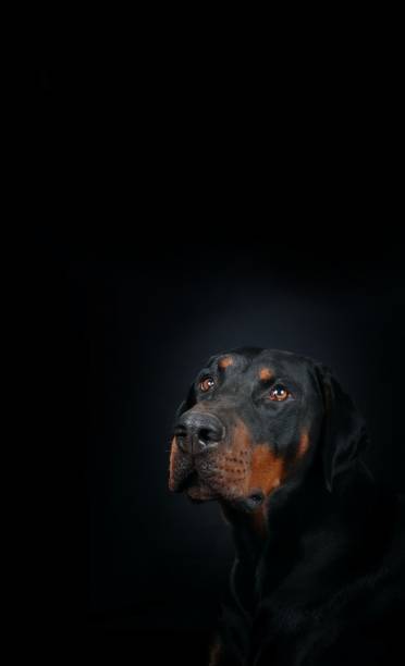 istock portrait of dog 1502848232