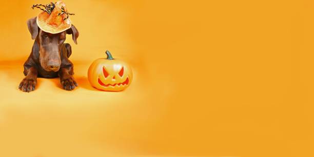 istock halloween dog banner 1502848256
