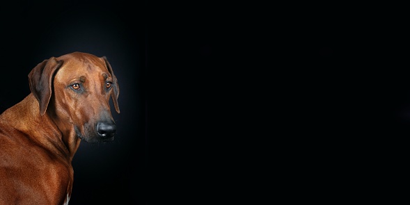 portrait of Rhodesian dog on black background panoramic  with place for text