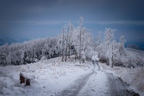 Winter forest path on the mountains with clouds in the background