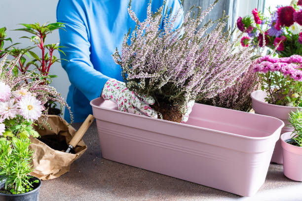 A woman is transplanting heather A woman is transplanting common heather or erica into a pot, planting autumn flowers in pots, decorating a balcony or terrace in autumn heather flower stock pictures, royalty-free photos & images