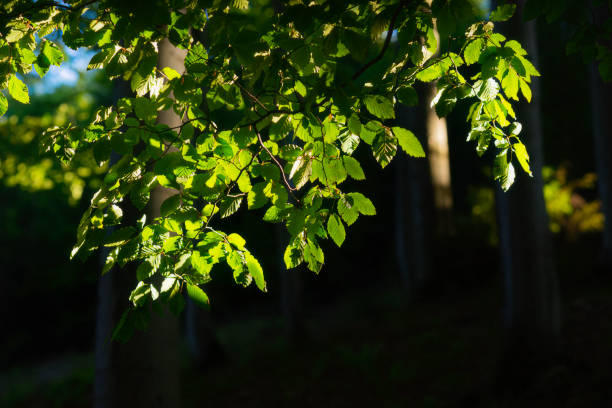 枝、緑の葉 - leaf beech leaf green branch ストックフォトと画像