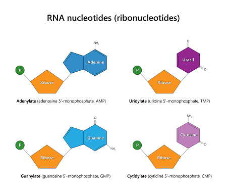 RNA nucleotides, also known as ribonucleotides, are the building blocks of RNA (ribonucleic acid) molecules. They are composed of three main components: a ribose sugar molecule, a phosphate group, and a nitrogenous base. There are four types of nitrogenous bases found in RNA nucleotides: adenine (A), guanine (G), cytosine (C), and uracil (U). Adenine and guanine are purine bases, while cytosine and uracil are pyrimidine bases.