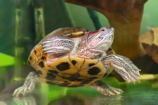 Domestic red eared turtle, Trachemys scripta in aquarium. Pond slider swimming in water. Famous fresh water tortoise for aquarium hobby. Aquatic organism, underwater life, aquarium pet