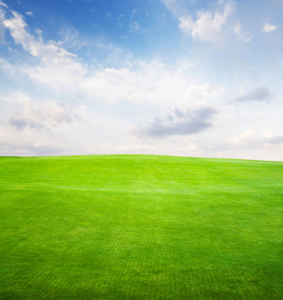 istock Landscape with green grass field under a blue sky 1502854353
