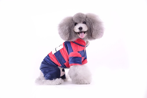 A small grey poodle dog wearing a blue and red patterned outfit on a white background.