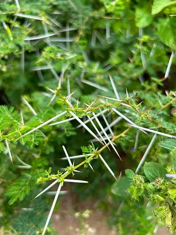 Bilder zum Thema Vachellia Tortilis Kostenlose Bilder auf Unsplash
