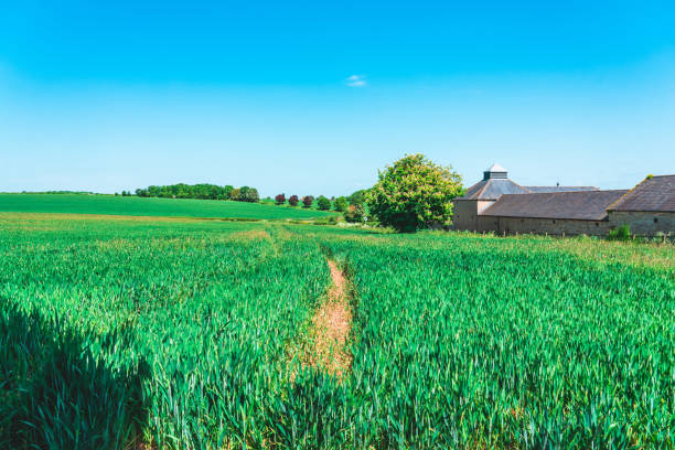 Wheat Field In With Lonely Tree