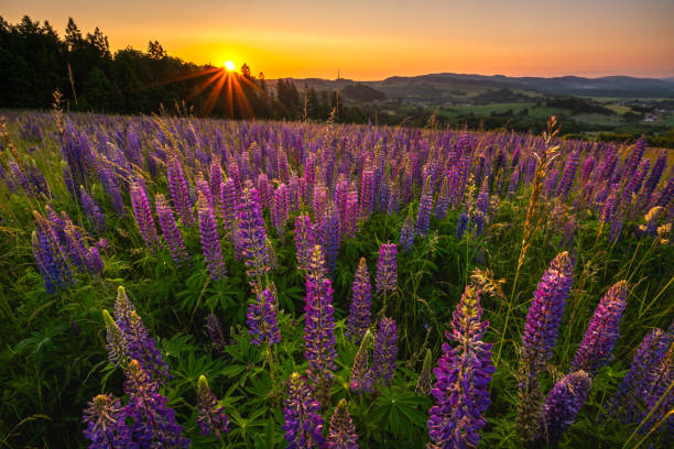 istock Flowering lupines on a mountain meadow during sunrise 1502859256
