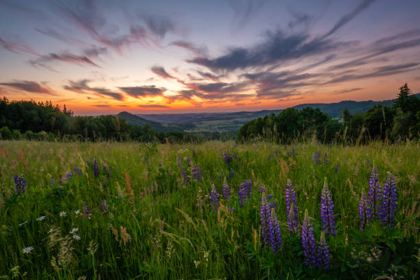 istock Flowering lupines on a mountain meadow during sunrise 1502859282
