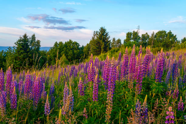 istock Flowering lupines on a mountain meadow during sunrise 1502859296