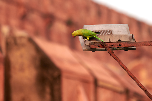 Indian ringneck parrot green feathering sits on lamppost Agra Red Fort background, green rose ringed parakeet on streetlight, cute little green bird looking for feeding from tourists in landmark