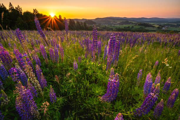 istock Flowering lupines on a mountain meadow during sunrise 1502859672