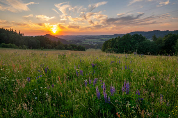 istock Flowering lupines on a mountain meadow during sunrise 1502859678