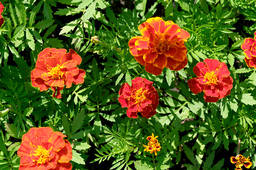 Summer decorative flowers bloom in the city flower bed on a bright sunny day close-up