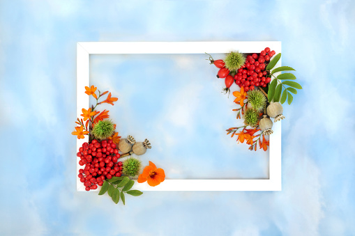 Thanksgiving and Autumn fruit and flower background border with white frame on blue sky and cloud. Festive harvest floral fall nature concept for label, card, invitation, menu.
