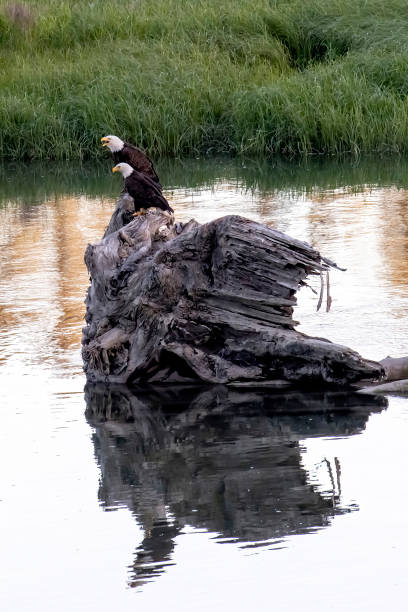 istock Bald eagles on large chunk of driftwood 1502865712