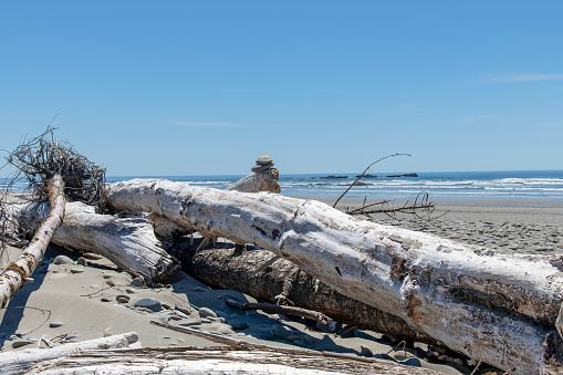 Close up view of large pieces of driftwood including root structure, washed on shore on Kalaloch beach on coastal stretch of Olympic National Park, WA, USA; background out of focus