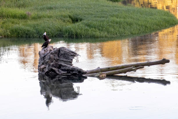 istock Bald eagles on large chunk of driftwood 1502865915
