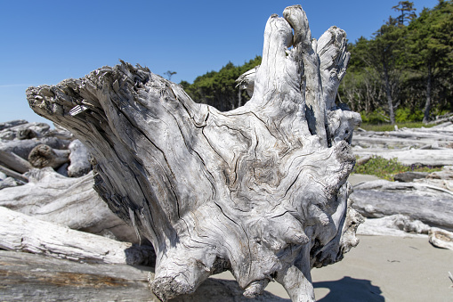 Close up view of large piece of driftwood with pattern, layers and texture of dead wood, washed on shore on the beach on coastal stretch of Olympic National Park, WA, USA; forest out of focus