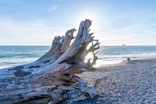 Close up view of sunset backlit driftwood root structure on Rialto beach during on coastal stretch of Olympic National Park, WA, USA with two people standing on beach to swim