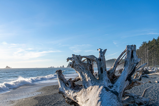 Close up of large piece of driftwood with large root structure, washed on shore on Kalaloch beach on coastal stretch of Olympic National Park, WA, USA with number of sea stacks in ocean in background