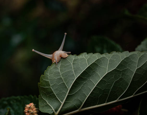 istock A snail bites a leaf of a mulberry tree 1502866230