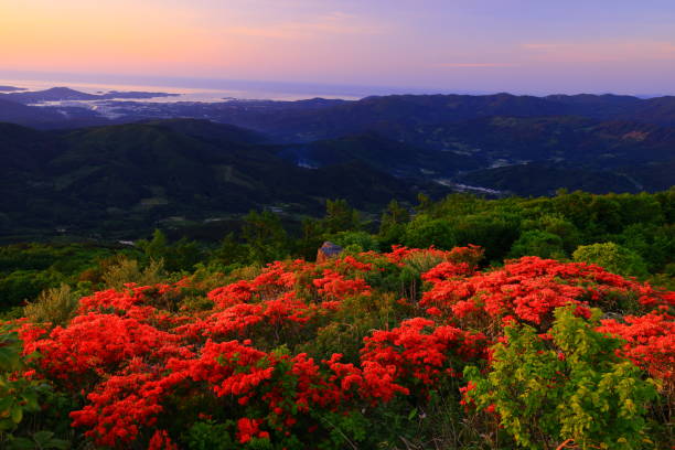 istock Azaleas in full bloom at sunrise 1502867638