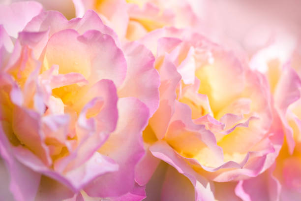 Delicate background with a rose. Pastel background, calm colors. Place to insert text. Sweet color roses in soft style for background