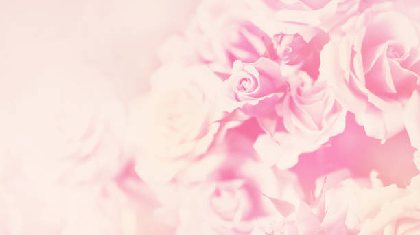 istock Delicate background with a rose. Pastel background, calm colors. Place to insert text. For card and banner. Sweet color roses in soft style for background 1502869829