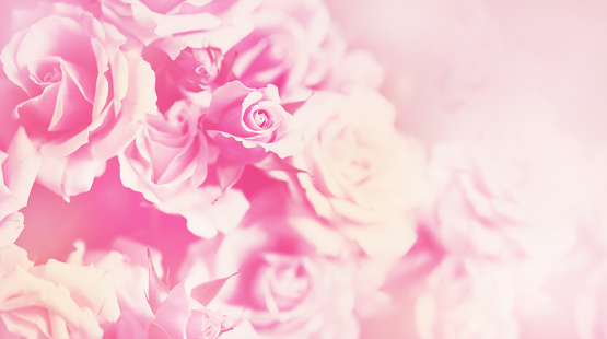 Delicate background with a rose. Pastel background, calm colors. Sweet color roses in soft style for background