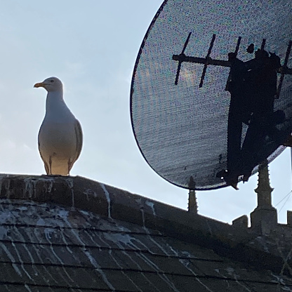 Close up of a Seagull perched on a roof next to a satellite dish