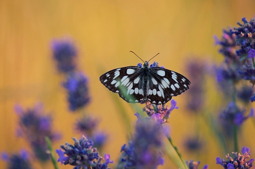 a butterfly (Melanargia galathea, the marbled white)  sits on a lavender flower
