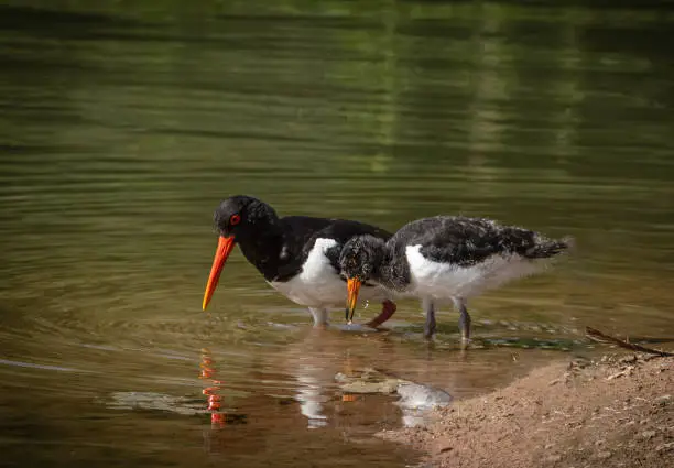 Oystercatchers breed on almost all UK coasts, but during the last 50 years more birds have started breeding inland. This image was taken in a nature reserve in Herefordshire, 50 miles from the coast.