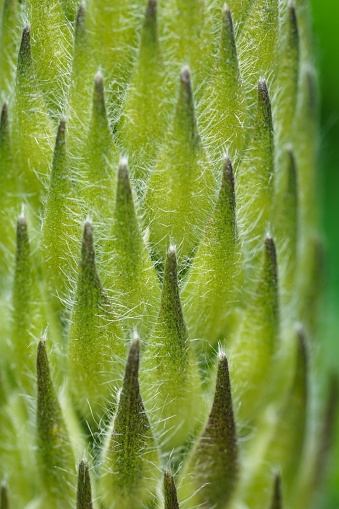 Close up of a Lupin flower head in a garden