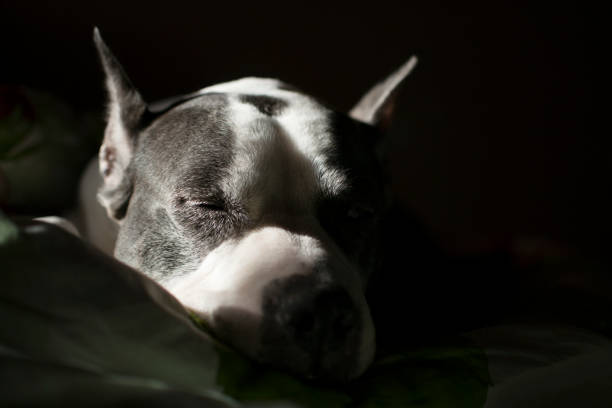 A dog sleeping on a bed A pit bull dog sleeps at home on a bed american stafford pitbull dog stock pictures, royalty-free photos & images