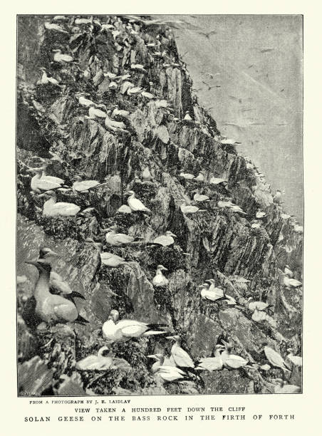 ilustrações de stock, clip art, desenhos animados e ícones de gannet, or solan goose on the bass rock in the firth of forth, scotland, 1890s - rock bass illustrations