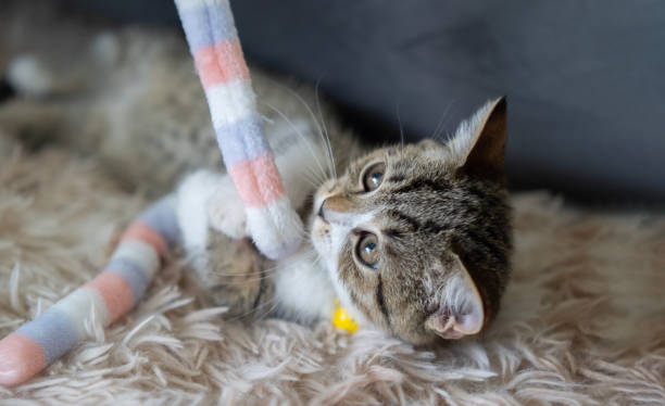 istock Cute young gray tabby cat kitten lying down looking up playing and biting a string toy on soft carpet. 1502875851