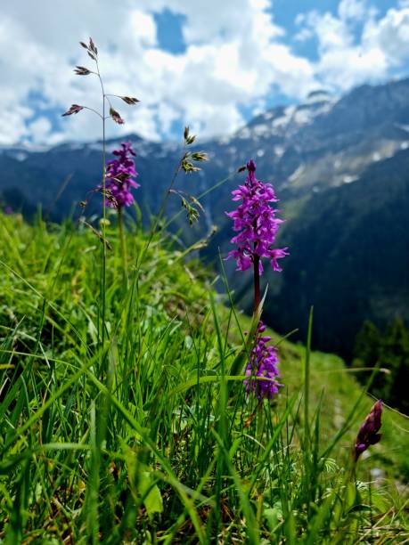 Alpine Flowers (Dactylorhiza) Marsh Orchids on an alpine meadow. The image was captured in the swiss alps (canton glarus) during spring season.