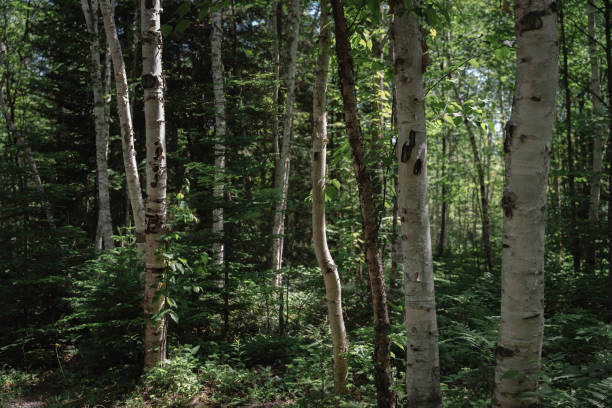 istock Morning Glow Amongst Birch: Majestic Trunks in the Forest 1502878289