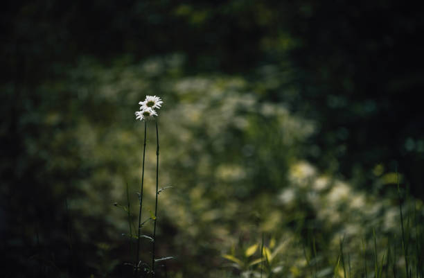 The simple beauty of bidens alba's white flower in backyard