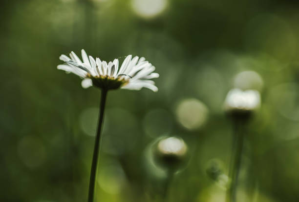 istock Marguerite in the forest. 1502878666
