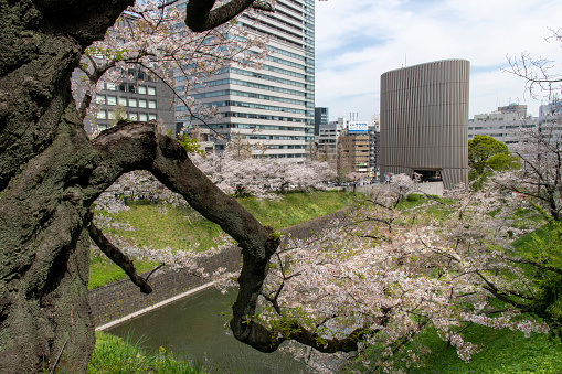 Tokyo, Japan-April 2023; Close up of thick branch of Japanese Cherry tree with pink and white cherry blossom or Sakura in Kudanzaka Park with National Showa Memorial Museum in background